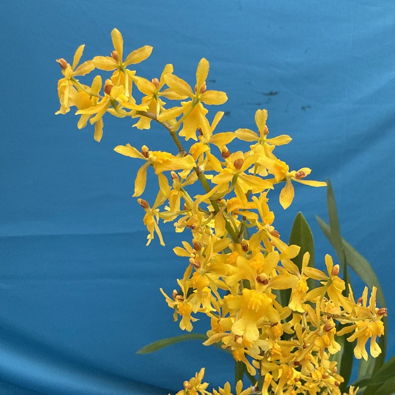 Oncidium chrysomorphum Fragrant Yellow Two Spikes Orchid Species 5Ó Pot (IM30) Orchids