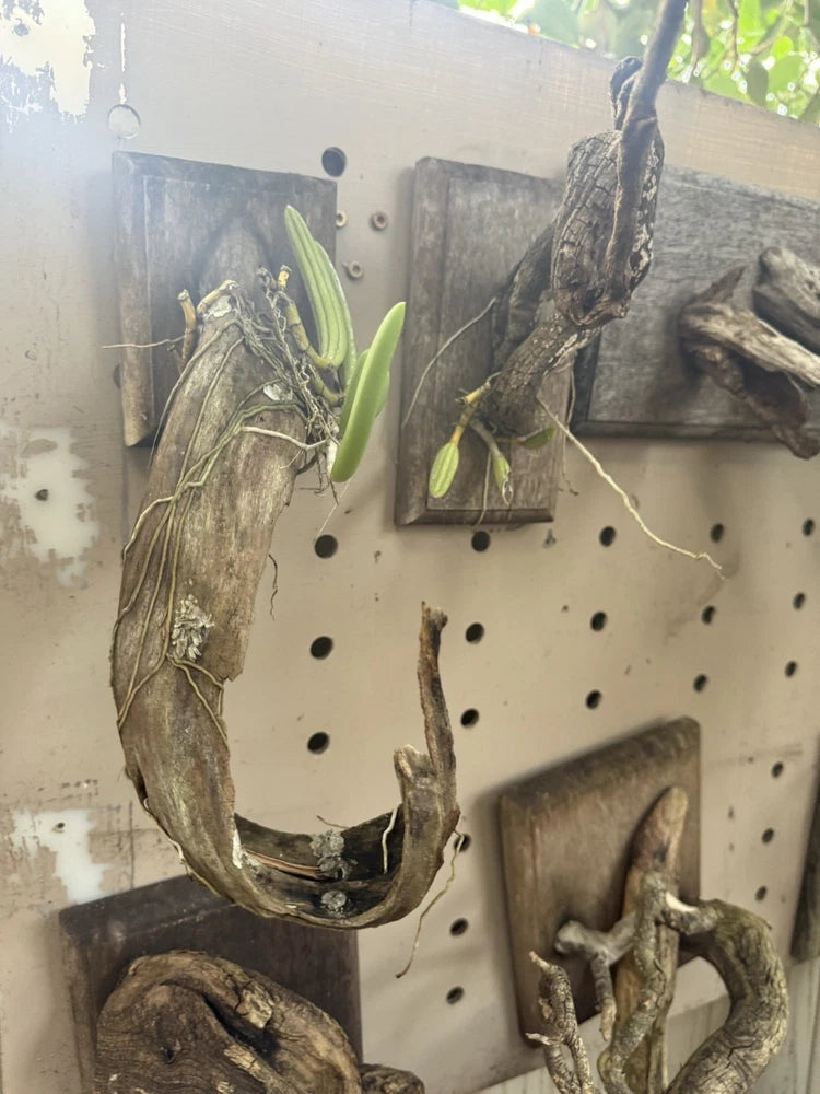 Mounted driftwood orchid with green leaves and dangling roots