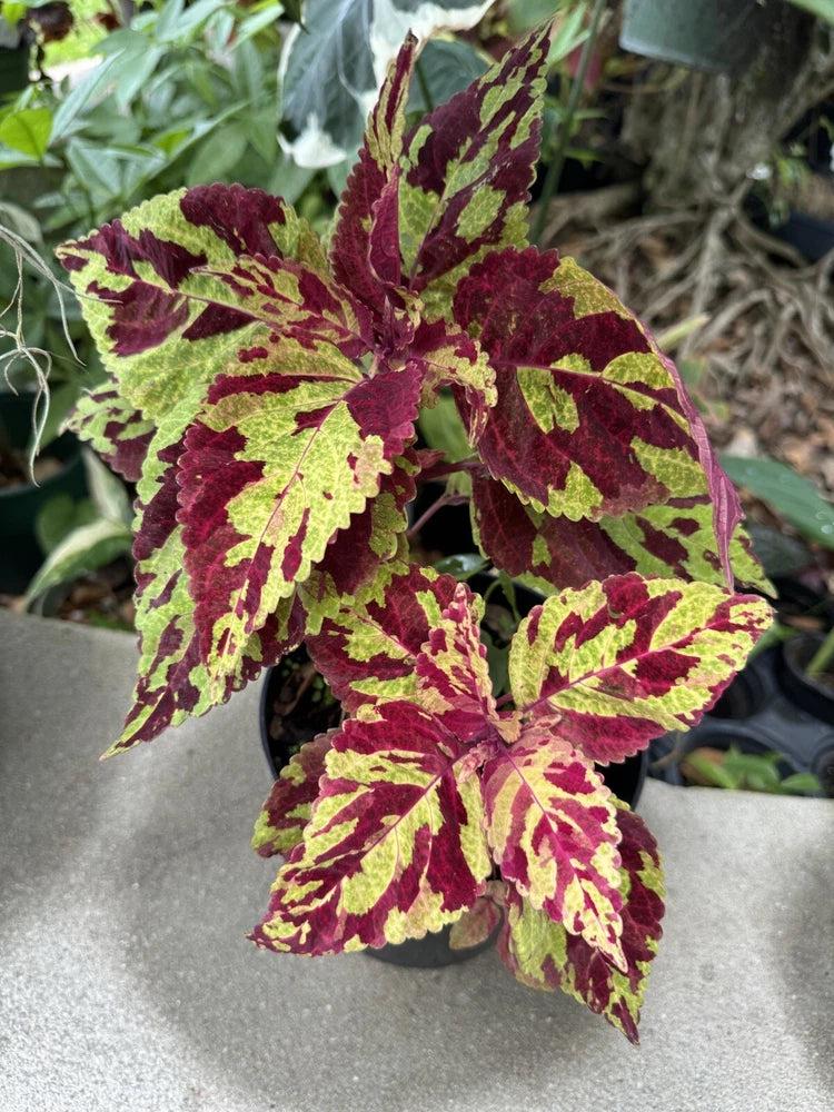 Coleus plant in pot with burgundy and chartreuse variegated leaves