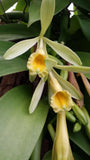 Orchid Vanilla planifolia Mad Happenings 2 ft vine Plants Orchids