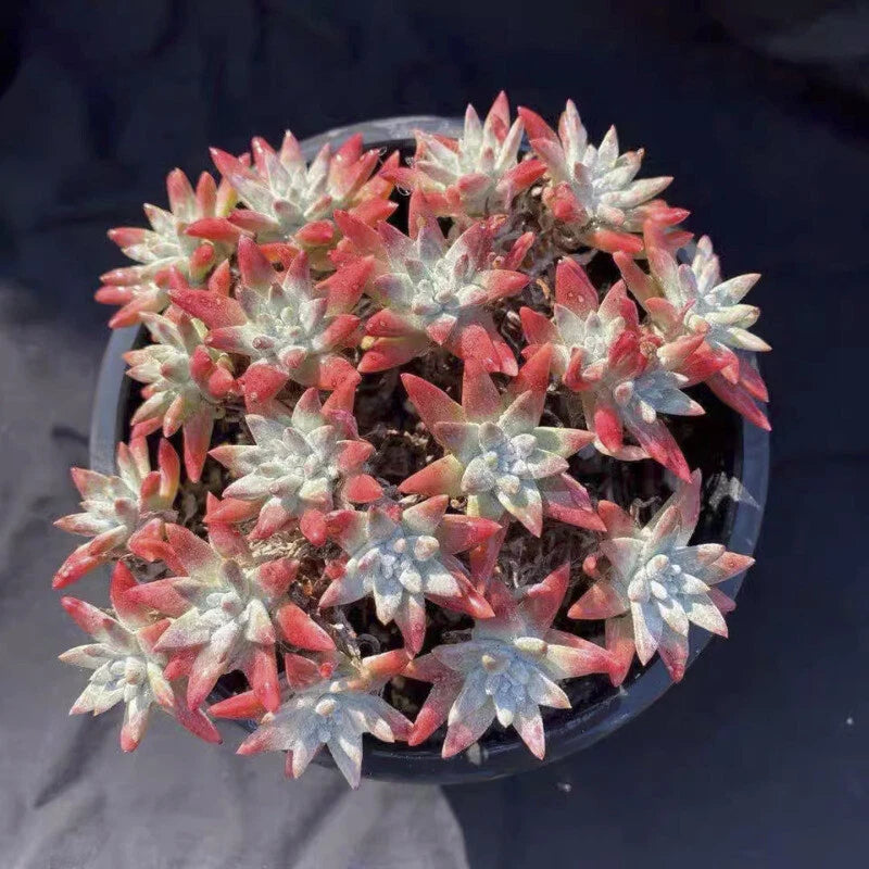 Dudleya gnoma succulent with many red and pale blue rosette heads in a pot