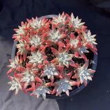 10CM Succulent Plant Dudleya Gnoma(9-15 Heads)Crassulaceae Home Garden Beautiful Garden Plants