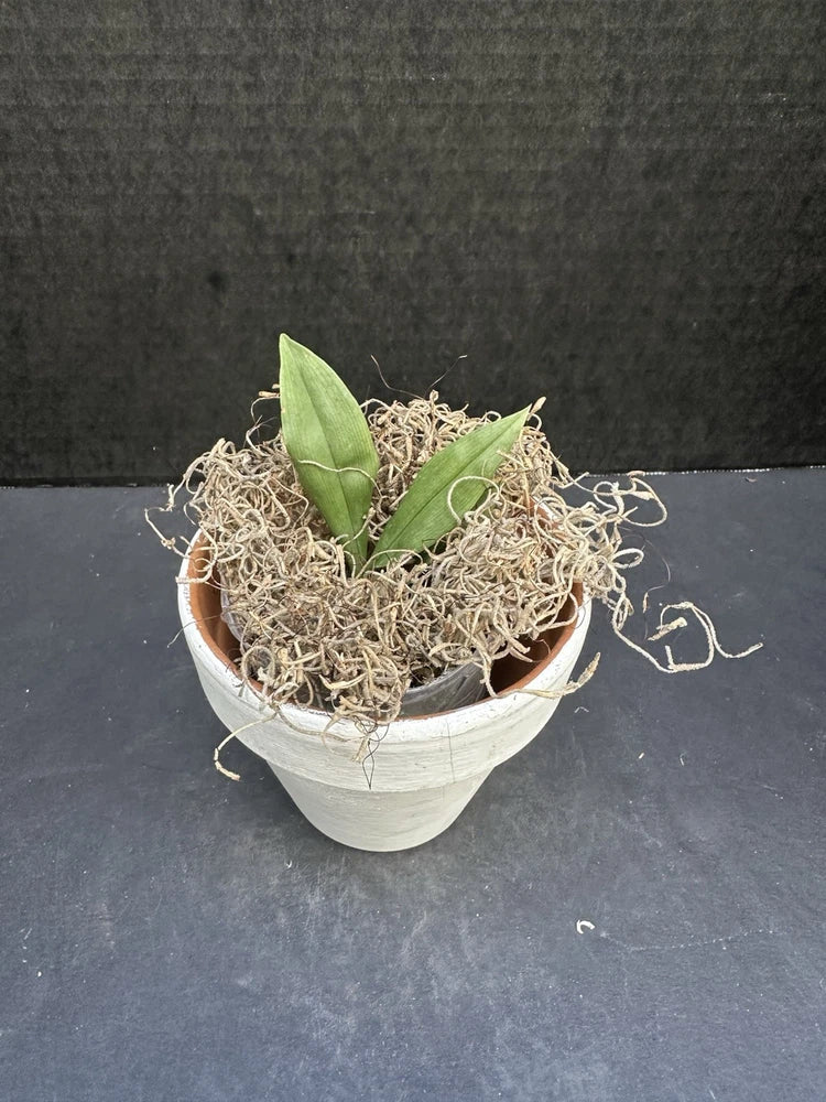 3 in potted Promenaea rollissonii orchid in white pot with green leaves and airy roots