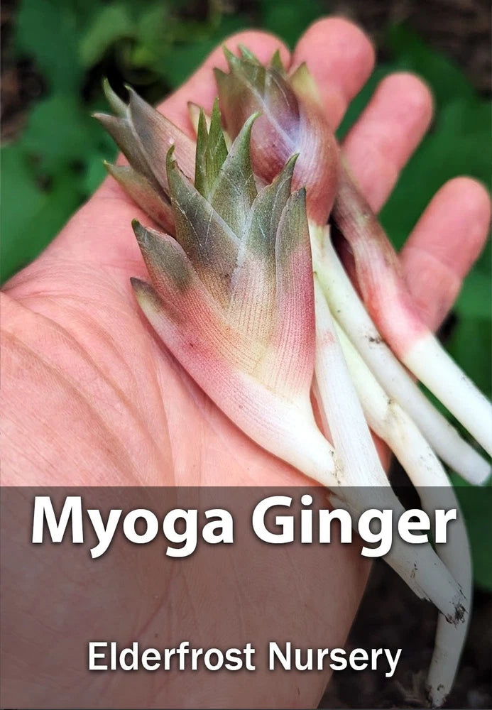 Myoga Ginger Live Roots, Cold Hardy Ginger Plant (Zone 5b) Lily