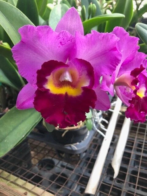 (211-1) Blc.Shannon Conner 'Pink Paradise'    young plant Orchids
