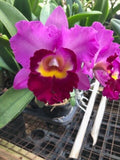 (211-1) Blc.Shannon Conner 'Pink Paradise'    young plant Orchids