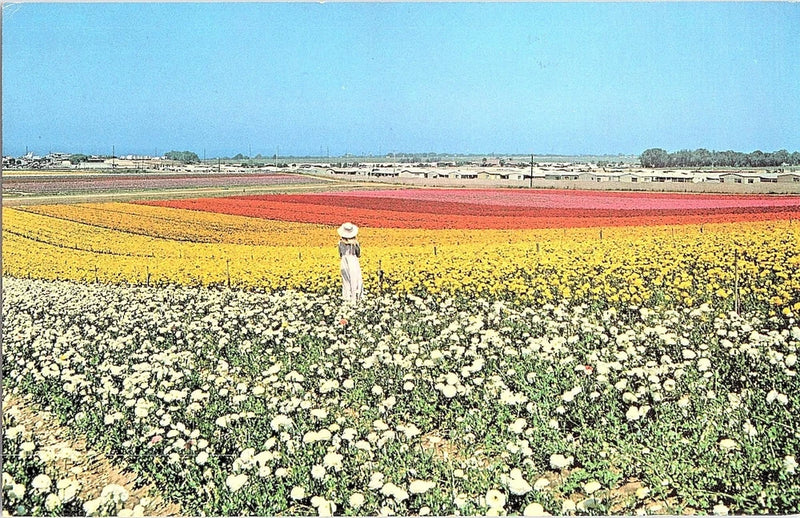 Vintage Southern California Ranunculus Flower Fields Postcard Ranunculus