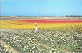 Vintage Southern California Ranunculus Flower Fields Postcard Ranunculus