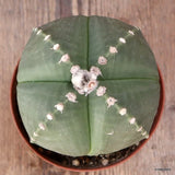 D4909 ASTROPHYTUM MYRIOSTIGMA NUDUM pot12-H10-W12 cm MaMa Cactus Green Plant