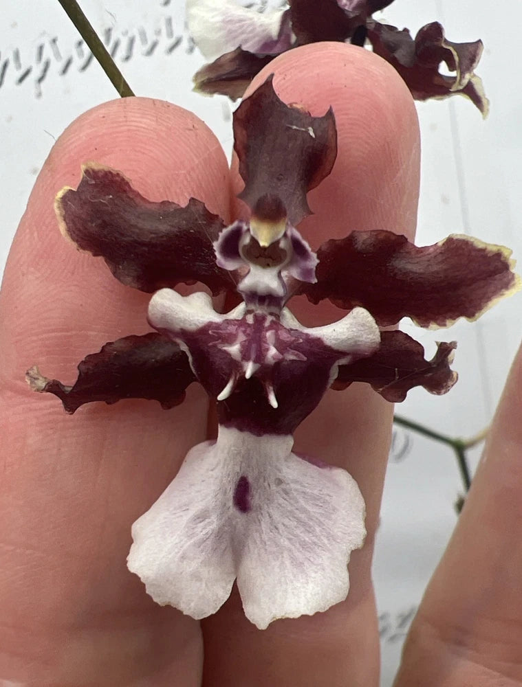 Onc. Sharry Baby ÔSweet FragranceÕ (Chocolate Scent)  Bloom Size Orchids