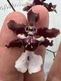 Onc. Sharry Baby ÔSweet FragranceÕ (Chocolate Scent)  Bloom Size Orchids