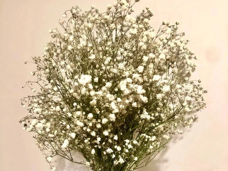 Dried baby's breath bouquet with small white blossoms on airy stems