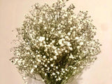 Babys Breath Dried Flowers Bouquet, White Floral Bouquet, Gypsophila, 10" x 6" Dried Flower