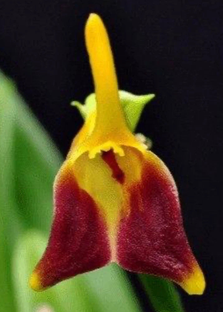 Masdevallia cuprea Orchids