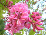Robinia Hispida 25 Seeds Fragrant Cold Hardy Flowering Shrub Bristly Locust Flowering Plants