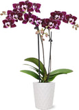 6-10" Dark Purple Mini Orchid Live Plant in 2.5" White Ceramic Pot, House Plant Orchids
