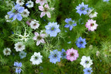 500 LOVE In A MIST PERSIAN Jewels Mixed Colors (Fennel Flower) Nigella Damascena Flowering Plants