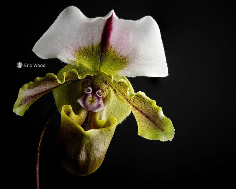 White and green orchid flower with purple pouch lip