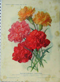 Original Old Antique Print 1909 Winter-Flowering Carnations Red Yellow Flowers Carnation