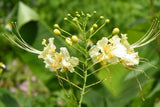 Caesalpinia Pulcherrima White 7 Seeds, Mexican Bird Of Paradise Small Shrub Tree Flowering Plants