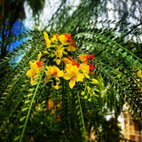 Parkinsonia Aculeata 20 Seeds, Mexican Palo Verde Shrub Tree, Jerusalem Thorn Flowering Plants