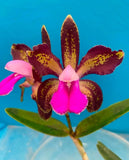 Cattleya bicolor 'DaphneÕ x Orchid Eros dark punctata 4Ó starter plant Flowering Plants