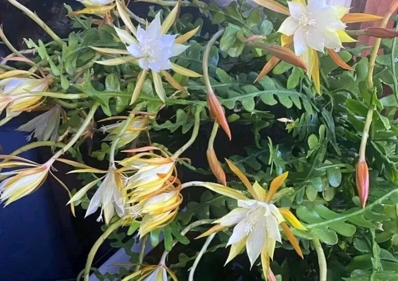 3 x 3yr orchid cactus Epiphyllum anguliger oxypetalum FISH super fragrant.69+3 Orchids