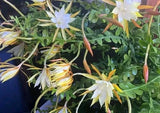3 x 3yr orchid cactus Epiphyllum anguliger oxypetalum FISH super fragrant.69+3 Orchids