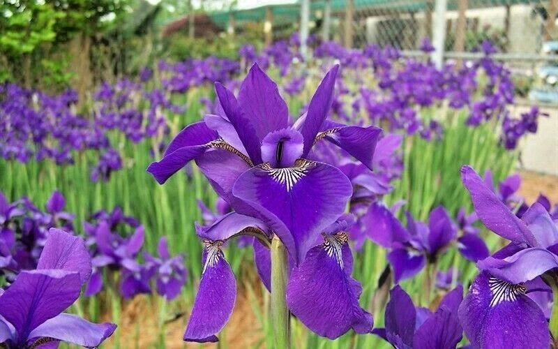 20 CAESARS BROTHER SIBERIAN IRIS SEEDS - Iris siberica Garden Plants