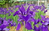 20 CAESARS BROTHER SIBERIAN IRIS SEEDS - Iris siberica Garden Plants