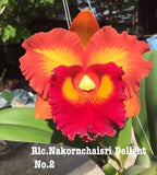 Live orchid plant with large red, orange, and yellow ruffled flower and green leaves