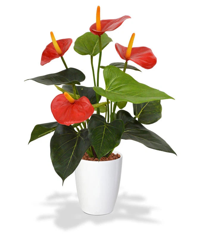 Red anthurium live plant in white pot with glossy green leaves and red flowers