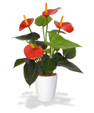 Red anthurium live plant in white pot with glossy green leaves and red flowers