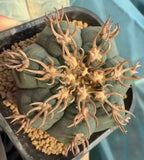 5.7cm Gymnocalycium spegazzinii v.unguispinu WYSIWYG Own Root_ Green Plant