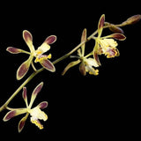 Encyclia Alata Species Fragrant Large Stunning bloomer Orchids