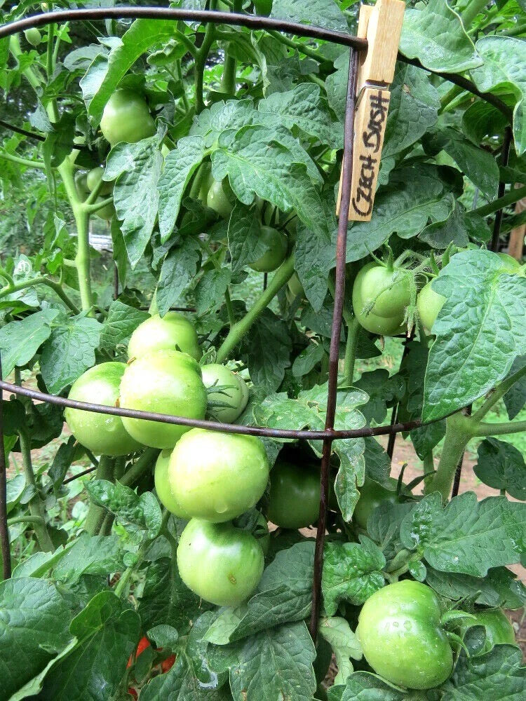 Czech Bush Tomato - perfect for container planting Garden Plants
