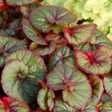 25+ Curly Fireflush Begonia Seeds for Garden Planting - USA - FREE SHIPPING! Garden Plants