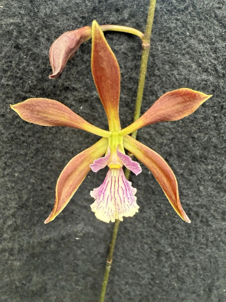 Orange-brown orchid flower with yellow center and pink-purple lip