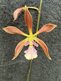 Encyclia borincana Orchids