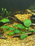5X Beginner Aquatic Plant Bundle! Snail free! Green Plant