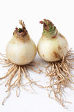 Set Of 2 Amaryllis Bulb Ð Large Blooming Flower Bulb | Indoor Winter Blooms Flowering Plants
