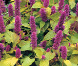 ANISE HYSSOP GOLDEN JUBILEE Agastache Foeniculum - 20 Seeds Garden Plants
