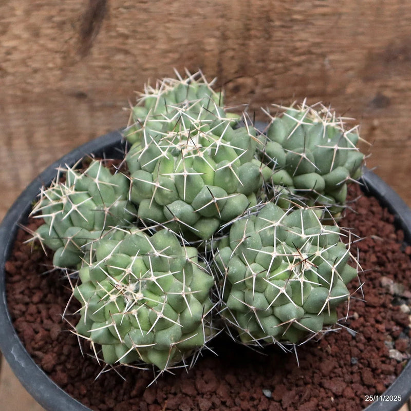 D7485 CORYPHANTHA MAIZ-TABLASENSIS pot18-H11-W15 cm MaMa Cactus Green Plant