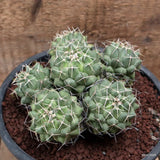 D7485 CORYPHANTHA MAIZ-TABLASENSIS pot18-H11-W15 cm MaMa Cactus Green Plant