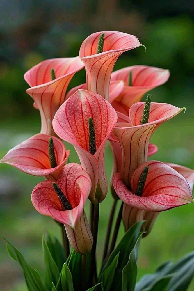 Peach calla lily flowers with pink petals and green stems, multiple blooms