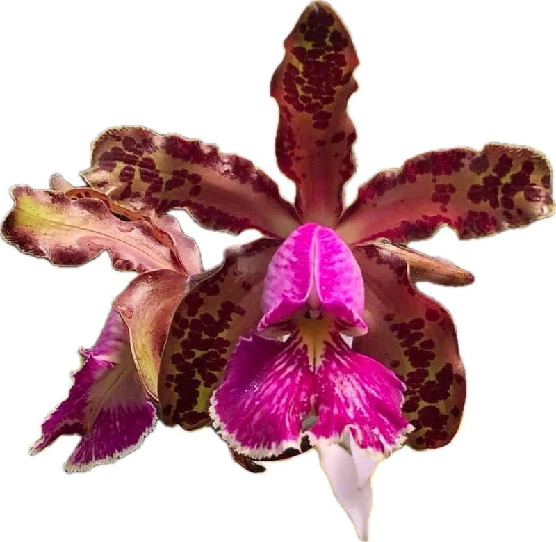 Potted orchid with maroon speckled petals and bright pink central lip flower