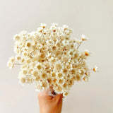 Natural - Dried - Flowers Brazilian Small Star Daisy 200pcs, White Dried Flower