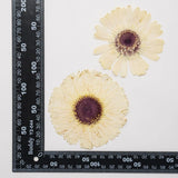 2PCS Real Pressed Dry daisy Flower, Large White Flower Head for art FSS26 #15 Dried Flower