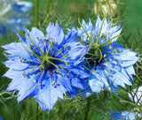 LOVE IN A MIST JEWELS MIX Nigella Damascena - 1,000 Seeds Garden Plants