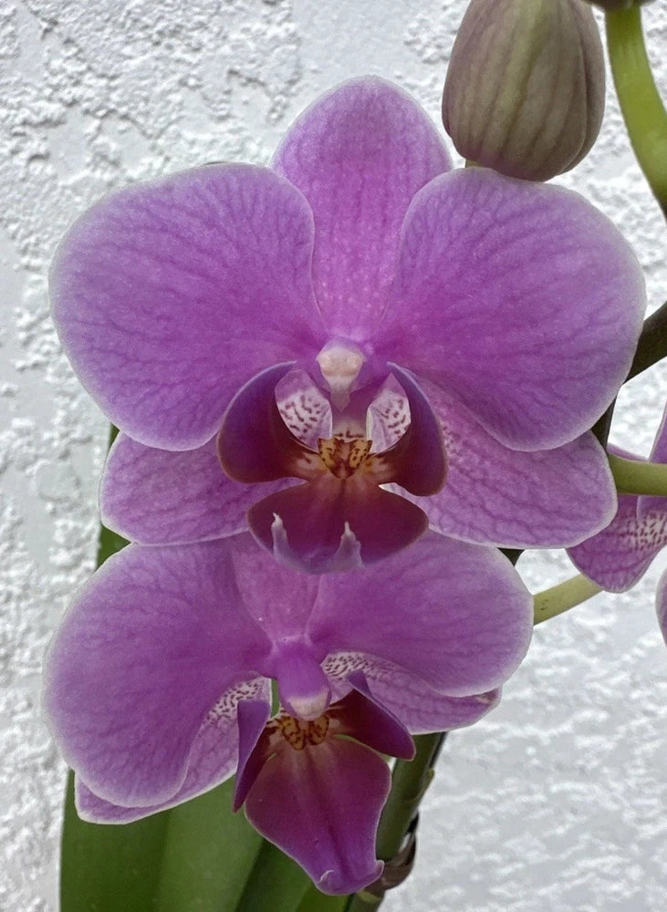 Purple Phalaenopsis orchid plant with multiple blooms and buds